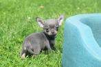 Chihuahua pups prachtige keuze, Particulier, 8 tot 15 weken, Buitenland, CDV (hondenziekte)