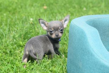 Chiots Chihuahua - un excellent choix, Étranger, Particulier, Parvovirose, Plusieurs animaux