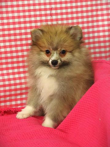 Supermooie Keeshond pups!, Dieren en Toebehoren, Honden | Poolhonden, Keeshonden en Oertypen, Keeshond, 15 weken tot 1 jaar, Buitenland