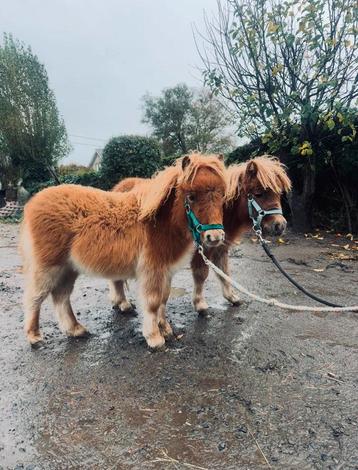 Hengsten veulens vos beschikbaar voor biedingen