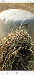 Midi ballen hooi, Dieren en Toebehoren, Ophalen