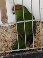 parkieten, Dieren en Toebehoren, Geringd