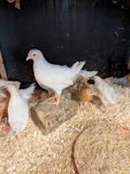 Jonge leghen kuikens, Dieren en Toebehoren, Pluimvee