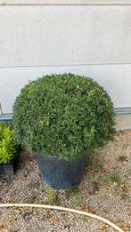 Buxus, Tuin en Terras, Planten | Struiken en Hagen, Ophalen, Buxus
