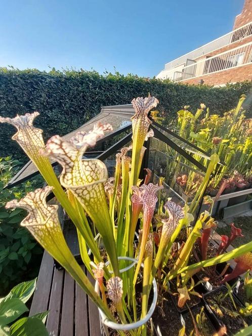 Vleesetende planten - sarracenia - moeras(vijver)plant, Tuin en Terras, Planten | Tuinplanten, Vaste plant, Vijverplanten, Volle zon