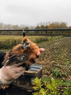 2 haantjes, Dieren en Toebehoren, Mei, Mannelijk