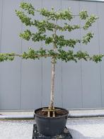 lindeboom, Tuin en Terras, Bloeit niet, Leiboom, 250 tot 400 cm, Ophalen