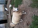 Texel schapen., Dieren en Toebehoren