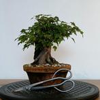 Acer buergerianum bonsai, En pot, Printemps, Enlèvement ou Envoi, Moins de 100 cm
