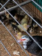 barberie kuikens, Dieren en Toebehoren