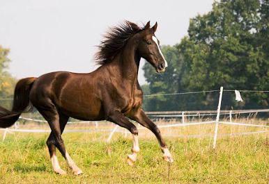 Verzorgster voor paard/paarden aangeboden (regio zonhoven), Dieren en Toebehoren, Paarden
