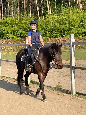 Knappe C-pony merrie beschikbaar voor biedingen