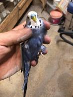 Ik ben op zoek naar grasparkieten in DD-blauw, Dieren en Toebehoren, Vogels | Parkieten en Papegaaien, Meerdere dieren, Parkiet