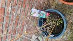 Fruitplanten., Tuin en Terras, Planten | Fruitbomen, Ophalen