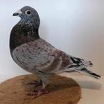 Doffer Bricoux, Animaux & Accessoires, Oiseaux | Pigeons, Pigeon voyageur, Mâle