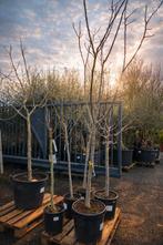Vijgenboom Ficus Carica, Jardin & Terrasse, Plantes | Arbres, Enlèvement, Olivier