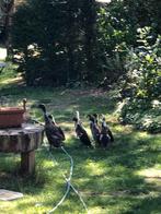 Loopeenden, Dieren en Toebehoren, Pluimvee