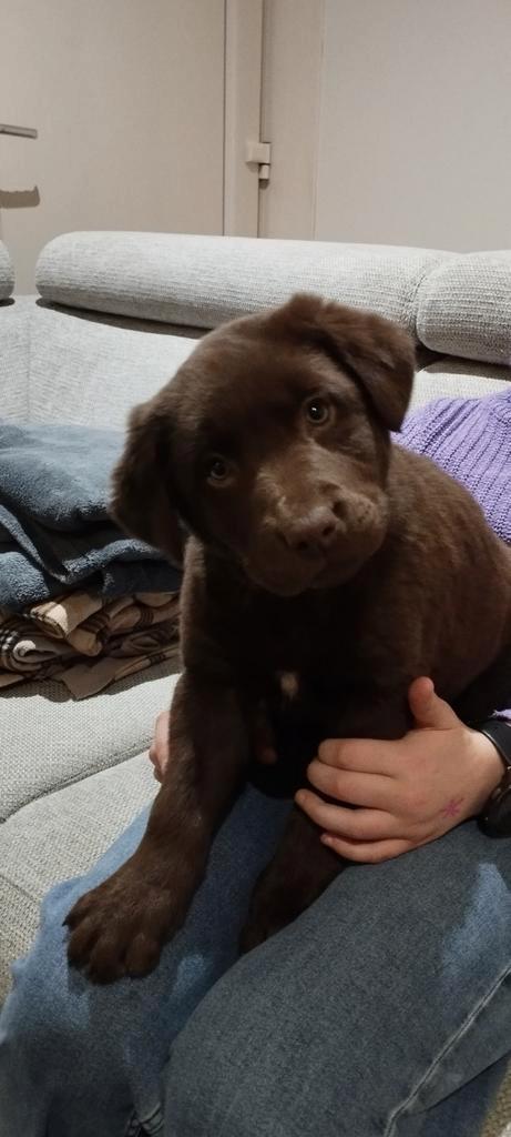 Mooie border collie* labrador kruising, Dieren en Toebehoren, Honden | Niet-rashonden, Groot, Teef, Fokker | Professioneel, Eén hond