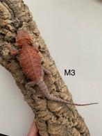 Male red trans 66% het hypo, Dieren en Toebehoren, Hagedis, 0 tot 2 jaar