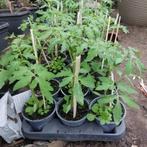 pyros tomatenplanten, Tuin en Terras, Planten | Tuinplanten, Ophalen
