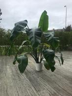 Grote kamerplant - Strelizia Nicolai, Maison & Meubles, Plantes d'intérieur, Ombre partielle, En pot, Plante verte, 150 à 200 cm