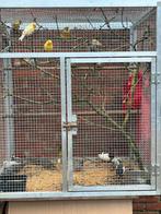 Vogels, Ophalen of Verzenden