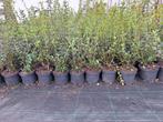 ‼️osmanthus Burkwoodii aan promoprijzen ‼️, Tuin en Terras, Ophalen