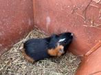 Cavia zeugje + caviahok, Juni, Cavia