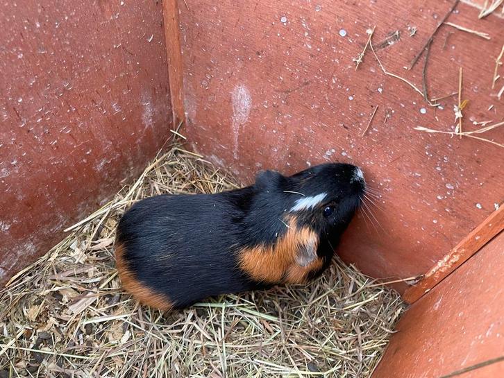 Cavia zeugje + caviahok, Dieren en Toebehoren, Knaagdieren, Cavia, Juni