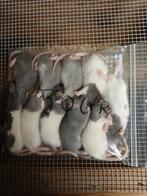 Diepvries ratten van 50 gram, Dieren en Toebehoren, Reptielen en Amfibieën