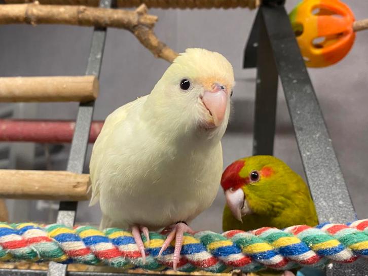 Handtamme jonge kakariki’s koppel 2025, Dieren en Toebehoren, Vogels | Parkieten en Papegaaien, Parkiet, Meerdere dieren, Tam