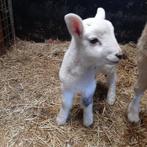 flessenlammeren: 4 stuks, Dieren en Toebehoren, Schapen, Geiten en Varkens, Mannelijk, Schaap, 0 tot 2 jaar