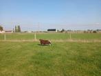 Mooie baggerbont ram, Dieren en Toebehoren, Schapen, Geiten en Varkens, Schaap