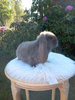 Franse hangoor voedster ., Vrouwelijk, Groot, Hangoor, 0 tot 2 jaar