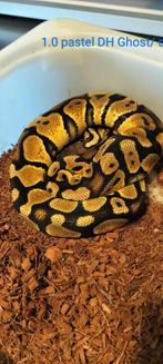 ball python 1.0 pastel DH Ghost/DG, Dieren en Toebehoren, Slang, Tam, 0 tot 2 jaar