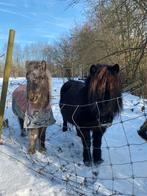 Shetlandpony’s te koop, Dieren en Toebehoren, Pony's, Merrie, Zadelmak