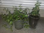 Set van 2 planten (kalanchoë en peperomia), Volle zon, Ophalen, Vetplant