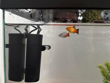 2 Plattys + 1 Gupy  beschikbaar voor biedingen