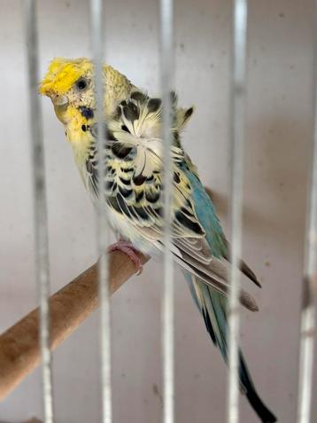 Hagoromo grasparkieten, Dieren en Toebehoren, Vogels | Parkieten en Papegaaien