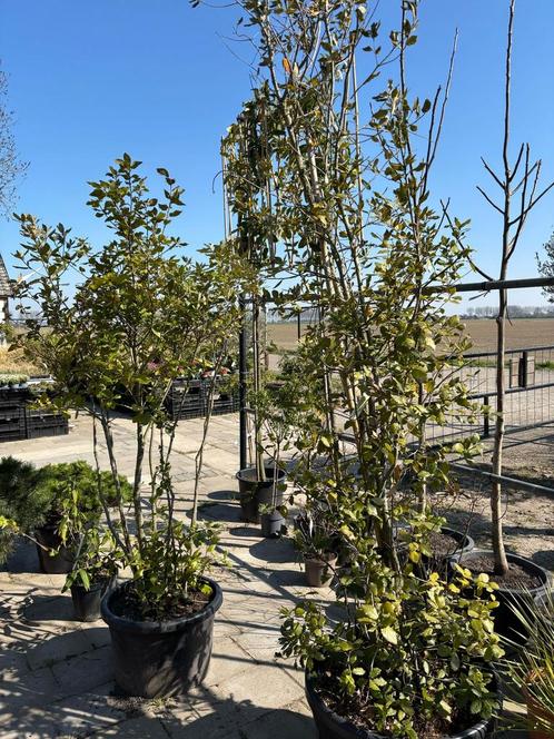 Meerstammige steeneik, Quercus ilex 220 cm + 320 cm hoogte, Tuin en Terras, Planten | Bomen, Ophalen