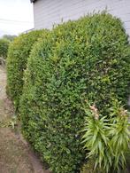 Zeer grote mooie buxussen (3 stuks samen aan te kopen), Tuin en Terras, Planten | Tuinplanten, Ophalen, Bloeit niet, Vaste plant