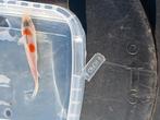 Tosai Japanse koi., Dieren en Toebehoren, Vissen | Vijvervissen