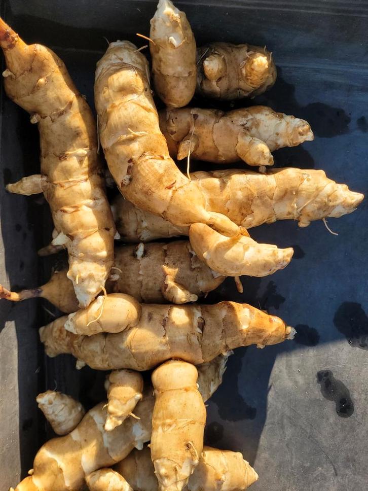 Zonnewortel = familie van aardpeer, Diversen, Levensmiddelen, Ophalen