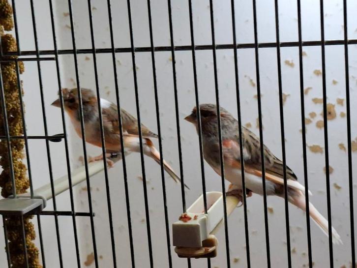 Harlekijn kanaries., Dieren en Toebehoren, Vogels | Kanaries