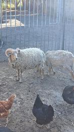 Moutons nain a vendre, Ophalen, Nieuw