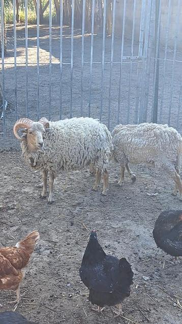 Moutons nain a vendre  beschikbaar voor biedingen