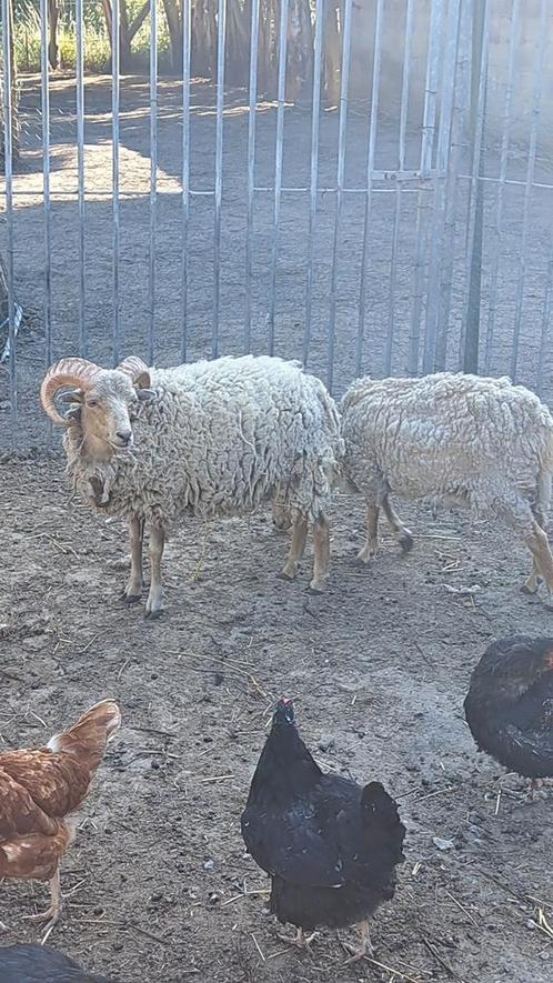 Moutons nain a vendre, Dieren en Toebehoren, Overige Dieren-accessoires, Nieuw, Ophalen