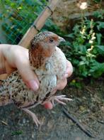 Japanse Kwartel Haan, Dieren en Toebehoren, Pluimvee