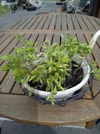 15 Plants de tomates en Vrac, Ophalen of Verzenden