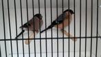 Goudvink, Dieren en Toebehoren